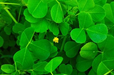 Medicago polymorpha