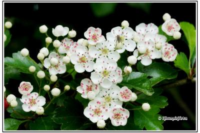 Crataegus monogyna