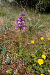 Anacamptis morio