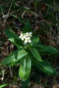 Pseudoturritis turrita