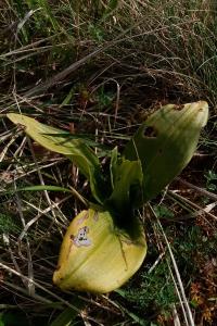 Himantoglossum hircinum