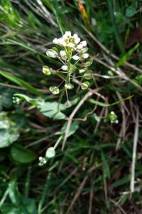 Microthlaspi perfoliatum