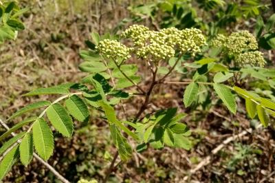Sorbus aucuparia