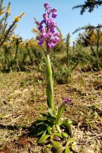 Anacamptis morio