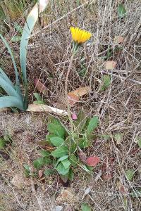 Sonchus bulbosus