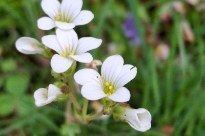 Saxifraga granulata