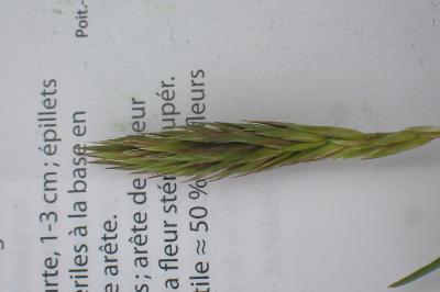 Anthoxanthum aristatum
