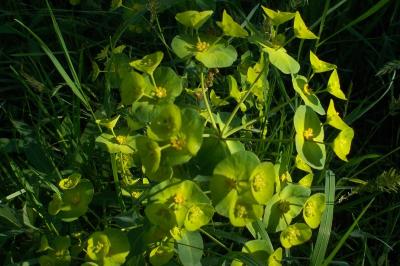 Euphorbia amygdaloides