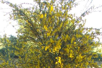 Cytisus scoparius