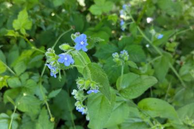 Pentaglottis sempervirens