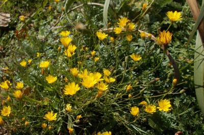 Scorzoneroides autumnalis