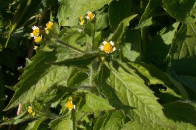 Galinsoga quadriradiata