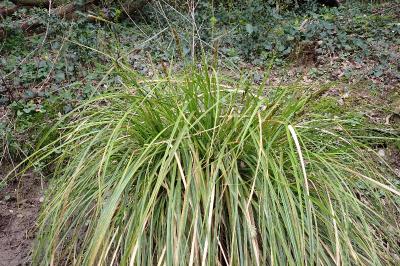 Carex paniculata