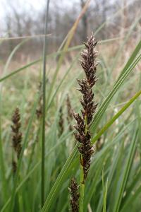 Carex paniculata