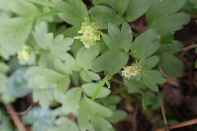 Adoxa moschatellina