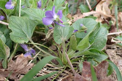 Viola hirta