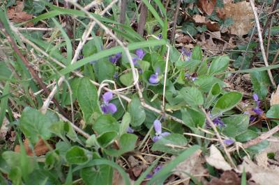 Viola hirta