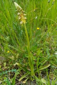 Orchis anthropophora