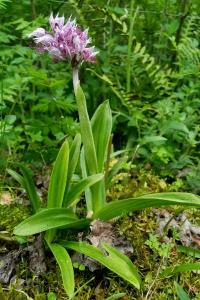 Orchis simia