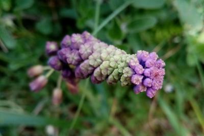 Muscari comosum