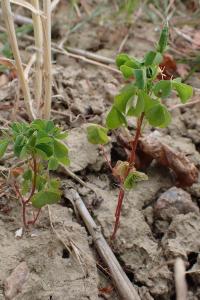 Oxalis stricta
