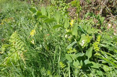 Polygonatum multiflorum