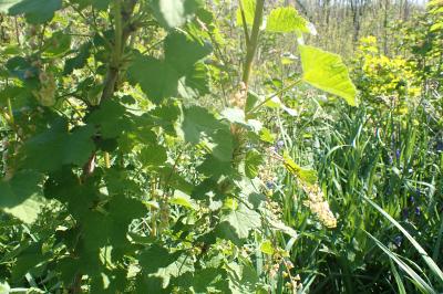 Ribes rubrum