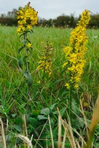 Solidago virgaurea