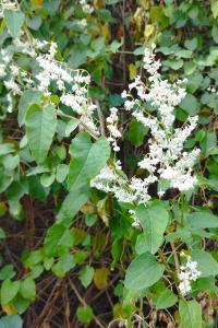 Fallopia baldschuanica