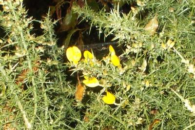 Ulex minor