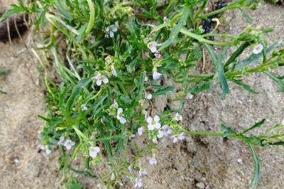 Cakile maritima