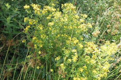 Hypericum tetrapterum