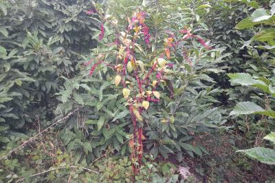 Phytolacca americana