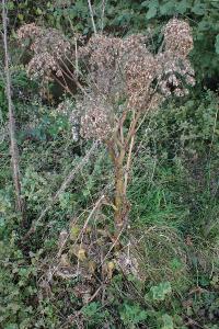 Angelica sylvestris