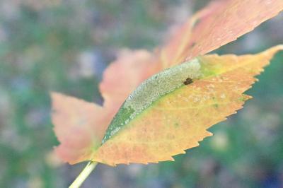 Torminalis glaberrima