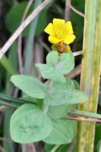 Hypericum elodes