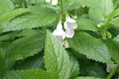 Melittis melissophyllum