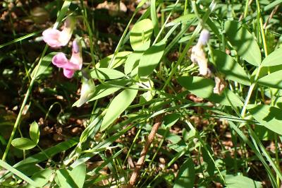 Lathyrus linifolius