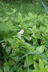 Melittis melissophyllum