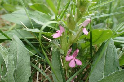 Pedicularis sylvatica