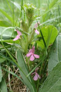 Pedicularis sylvatica