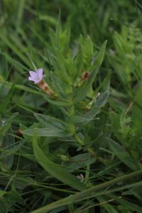 Gratiola officinalis