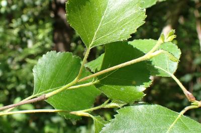 Betula pubescens