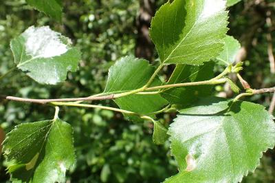 Betula pubescens
