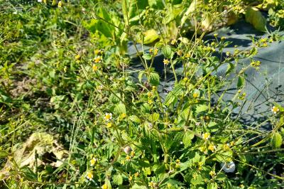 Galinsoga quadriradiata