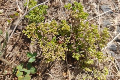 Polycarpon tetraphyllum