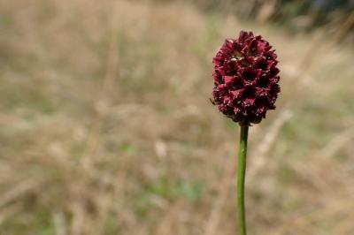 Sanguisorba officinalis