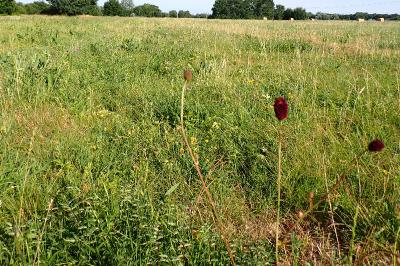 Sanguisorba officinalis