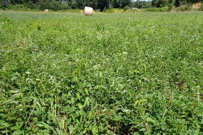 Sanguisorba officinalis