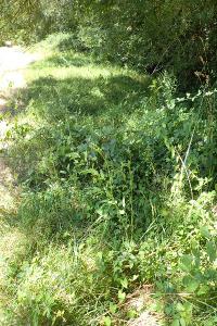 Sanguisorba officinalis